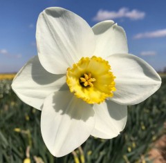 Narcissus (Daffodil) 'Eminent'. Loose, Per 10 Bulbs.